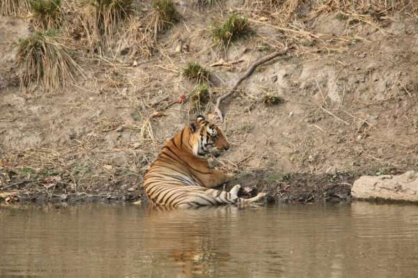 see tiger in pictures, kanha national park, photo gallery