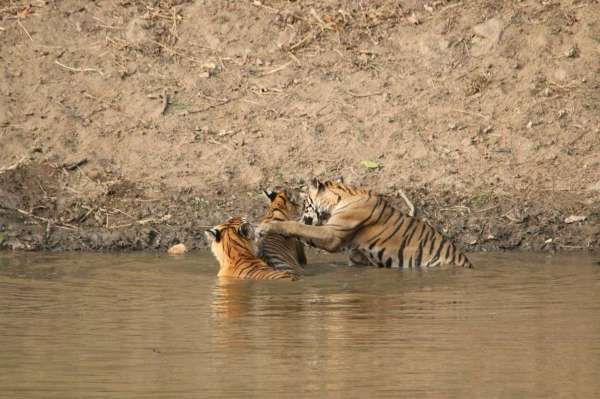 see tiger in pictures, kanha national park, photo gallery