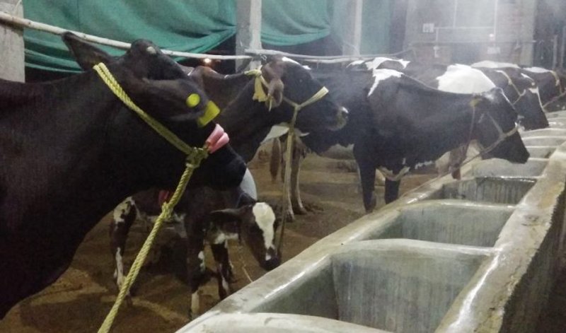 Rewa's Farmer adopt dairy business, earn good profit