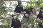 nipah virus attack in India