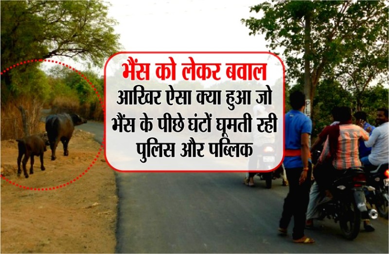 panchayat ka ajab formula, bhains ke peechhe ghumti rahi police public