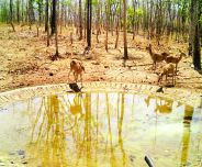Sariska's wild animals struggling for water in this hot weather