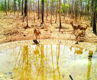 Sariska's wild animals struggling for water in this hot weather
