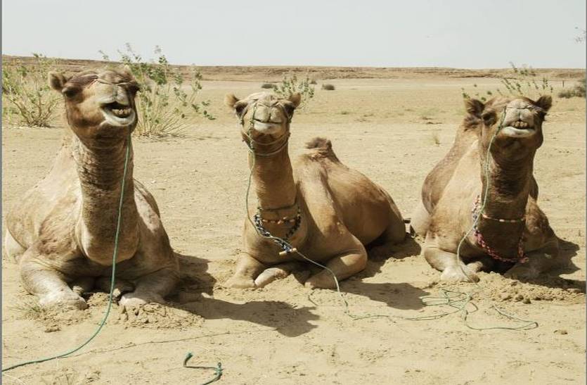 Camel decreased in Rajasthan