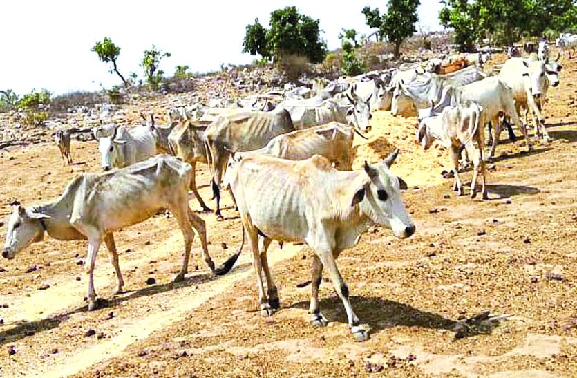 पिकअप से डाला जा रहा चारा।