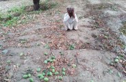 moradabad