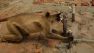 Beautiful pics of monkey drinking water on taps