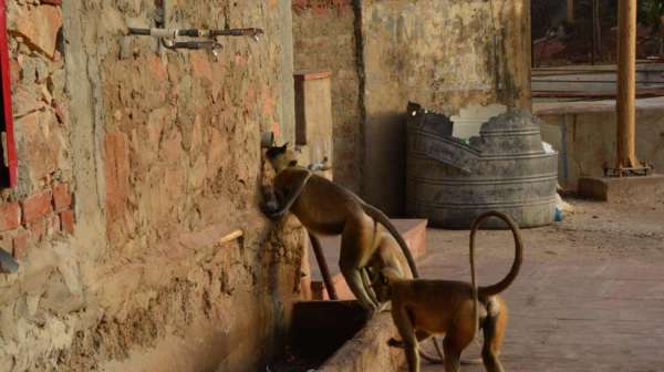 Beautiful pics of monkey drinking water on taps