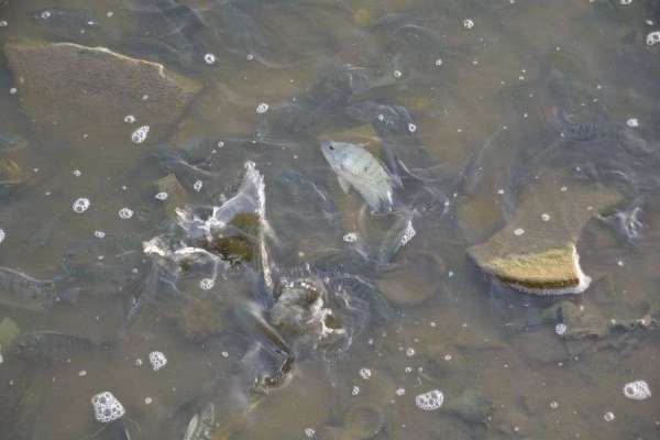 they are selling fish food near anasagar lake