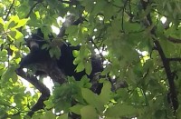 Breaking : प्यासा भालू पानी की तलाश में पहुंचा गांव, ग्रामीणों ने दौड़ाया तो जान बचाने 13 घंटे पेड़ पर बैठा रहा