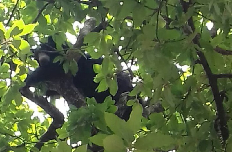 Breaking : प्यासा भालू पानी की तलाश में पहुंचा गांव, ग्रामीणों ने दौड़ाया तो जान बचाने 13 घंटे पेड़ पर बैठा रहा