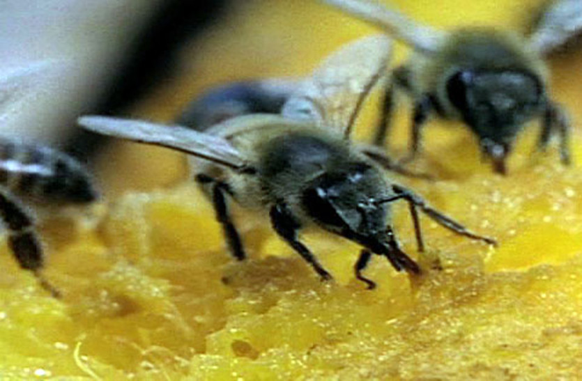 पिकनिक मनाने गए परिजनों पर मधुमक्खियों का हमला, दादी व पोता गंभीर