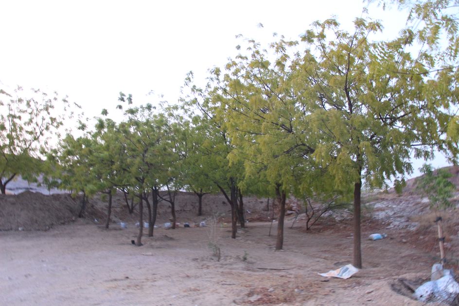 Jodhpur,world environment day,Trees,World Environment Day latest news,retired army man,Jodhpur Hindi news,jodhpur latest news,plantation at RPTC jodhpur,