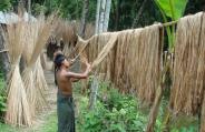 Jute