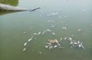 fish died in water works tank