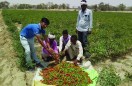 kisan andolan effects on vegetable seller
