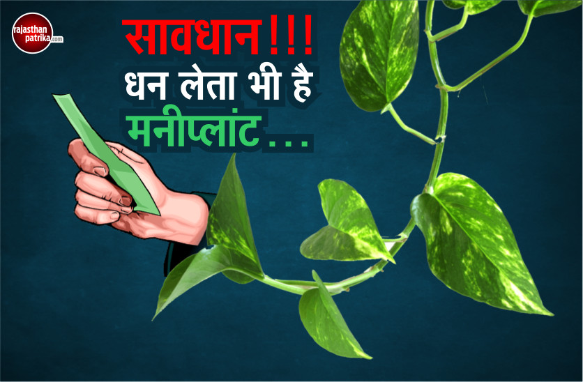 World Environment Day 2018: money plant Vastu Shastra tips