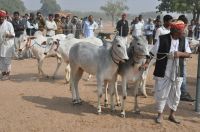 nagaur news