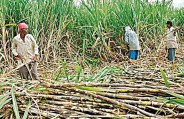 ganna kisan