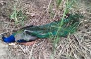 peacock