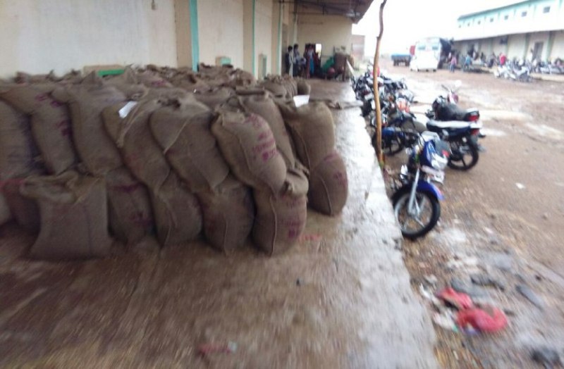 asoknagar, ashoknagar news, kisaan, channa tulai, ashoknagar patrika, patrika news, patrika bhopal, bhopal mp,