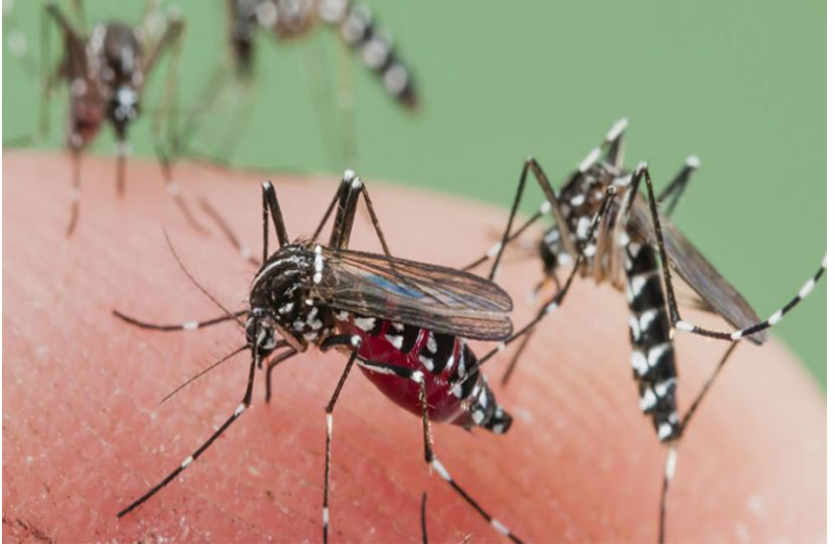 Mosquitoes in homes get fines in bhilwara