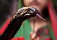 Snake bite