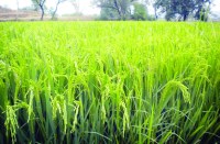 बंद हैंडपंप के आंकड़ों को देख कर खुश है पीएचई विभाग, आखिर इस खुशी के पीछे क्या है राज, जानें आप भी...