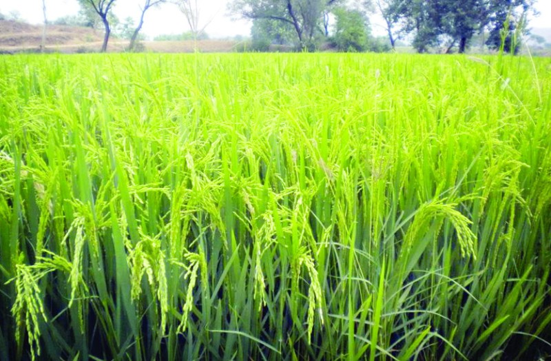 बंद हैंडपंप के आंकड़ों को देख कर खुश है पीएचई विभाग, आखिर इस खुशी के पीछे क्या है राज, जानें आप भी...