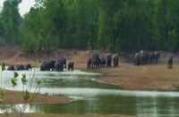 मस्ती में झूम रहे गजराजों को खदेडऩे वन अमला के साथ पहुंचे ग्रामीण, फिर हुआ कुछ ऐसा..