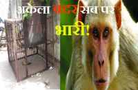 wicked monkey in bhilwara