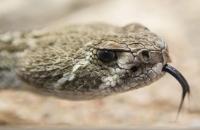 snake bite