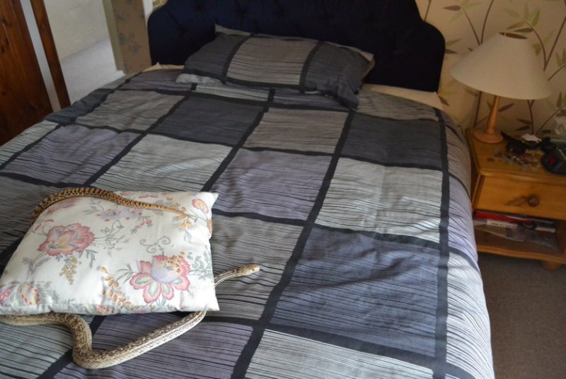 snake on bed