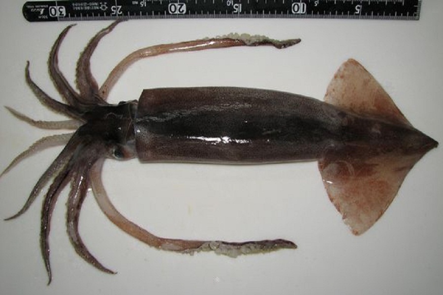squid