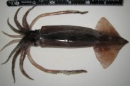 squid