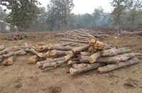 कहुआ, सरसींवा व नीम के 13 नग पेड़ को काटकर चोरों ने बेचा, भू-स्वामी ने दर्ज कराया अपराध