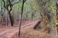 Temperatures growing by deforestation