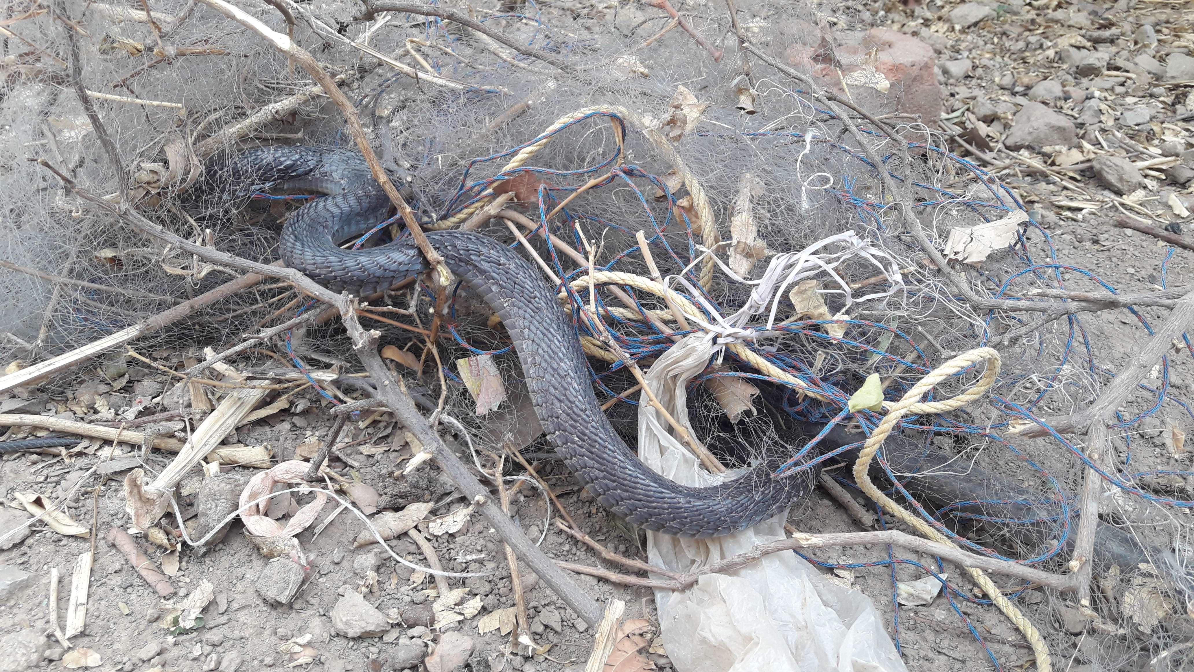 Snake trapped in fish trap udaipur