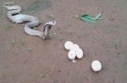snake