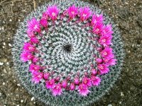 cactus ka plant kaha se kharide