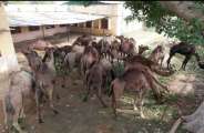 Alwar Police release camels from smuggler in tijara alwar