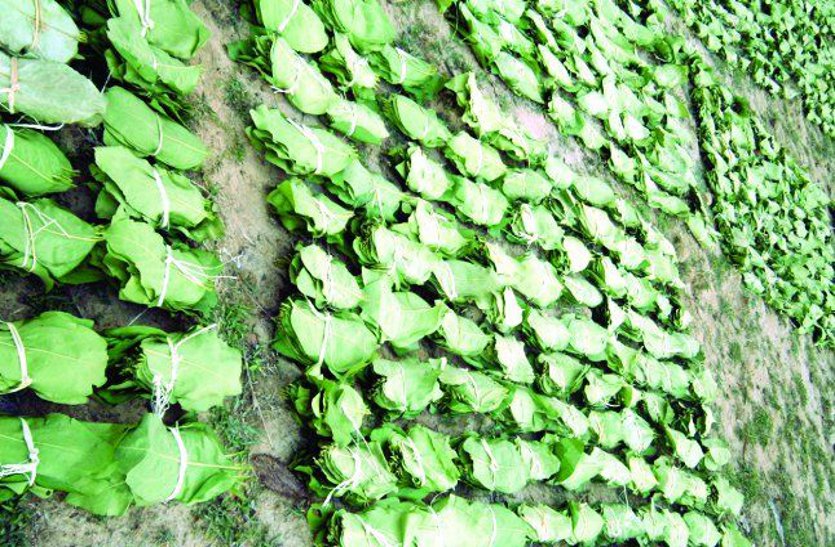 ashoknagar news, ashoknagar patrika, patrika news, patrika bhopal, bhopal mp, mungawali, tendupatta sangrahak,