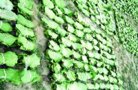 ashoknagar news, ashoknagar patrika, patrika news, patrika bhopal, bhopal mp, mungawali, tendupatta sangrahak, 