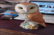 owl