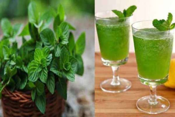 पुदीने का नियमित सेवन