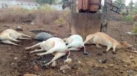 Five cattle die due to current gut