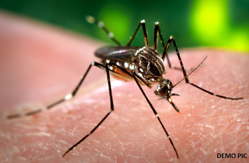 फाइलों में सिमट कर रह गई डेंगू से लडने की तैयारी