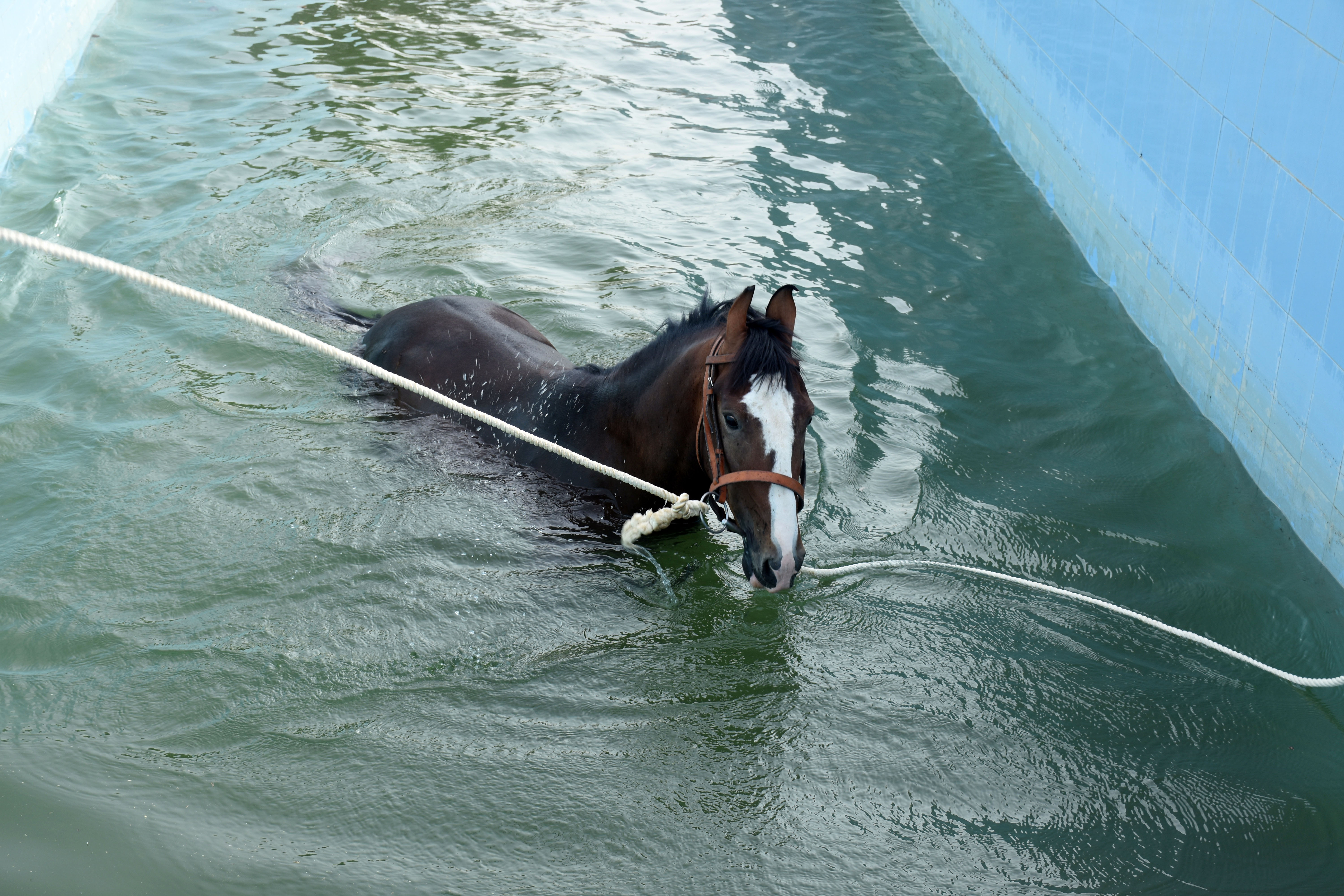 The horses 'rushed' in the water for health