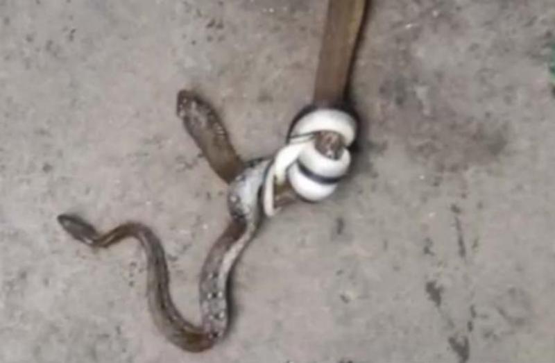 snake fight