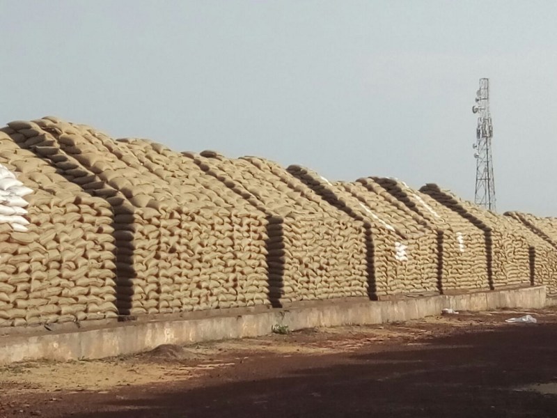 Thousands quintal wheat Wet from the rain